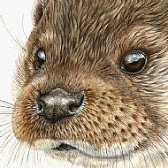 Otter
