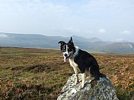 Bess on a walk.