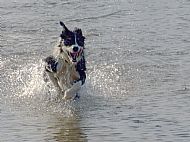 Bessy enjoying the water