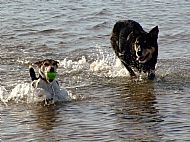 Fetch with Pip and Toby