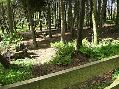 binscarth woods - june meeting