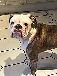 Obie
