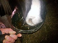 candy drinking her tea 