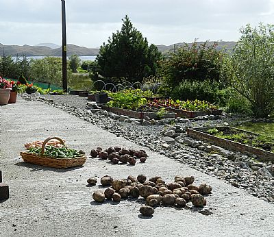 bumper crop od peas and potatoes 16a lemreway isle of lewis