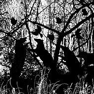 Badger cubs