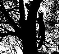 Pine martin and squirrel