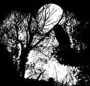 Tawny owl