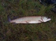 A Nice Pike
