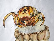 Caddicefly Larvae