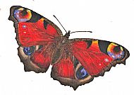 Peacock Butterfly