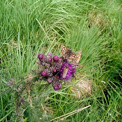 chequered skippers on thistle