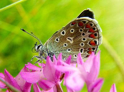 blue butterfly