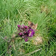 Chequered Skipper's on thistle