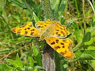 Comma butterfly
