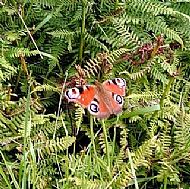 Peacock Butterfly