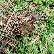 Speckled Wood Butterfly