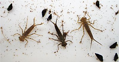 riverfly larvae