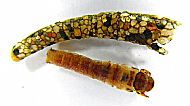 caddicefly (trichoptera) larvae with case
