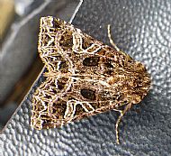 Campion moth