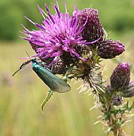 Forester Moth