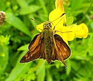 Large skipper butterfly