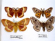 Moth collection