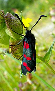 Six spot burnet moth
