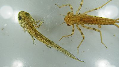 baby newt and ephemeroptera