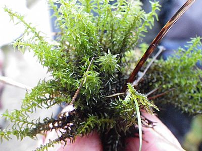 bryophyte