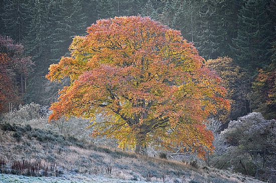 frost morning