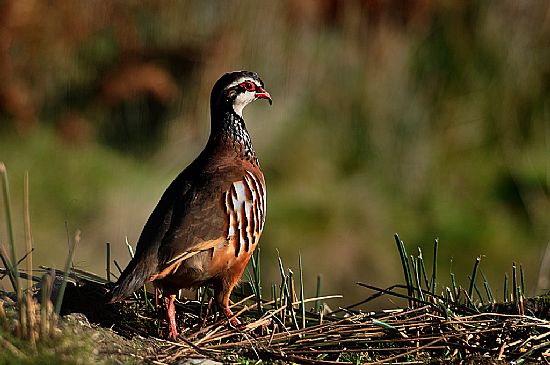 partridge