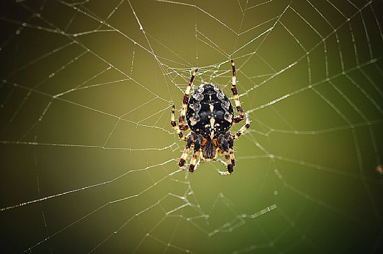 spider