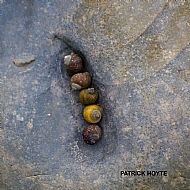 Patrick Hoyte