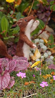 Pine Martin