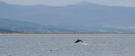 Dolphin Leap