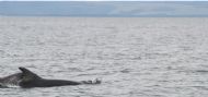 Dolphins