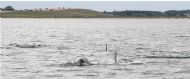 Dolphins from Soland