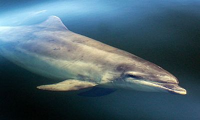 bottlenose dolphin the moray firth â©ecoventures