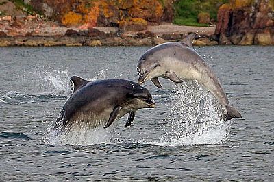 bottlenose dolphins in the moray firth â©ecoventures