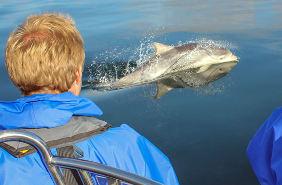 bottlenose dolphins in the cromarty firth ecoventures