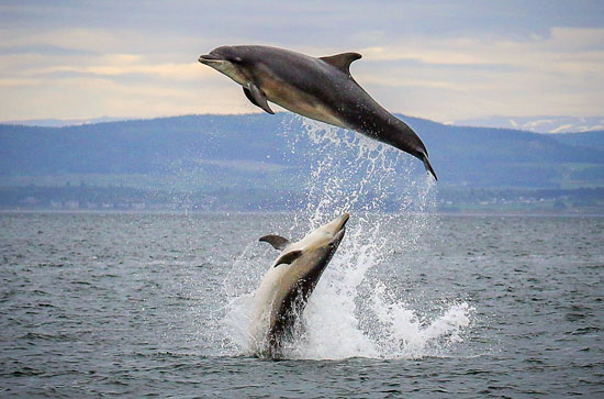 bottlenose dolphins in the cromarty firth ecoventures