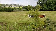 Mow Cop