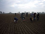 Fieldwalking at Tarradale