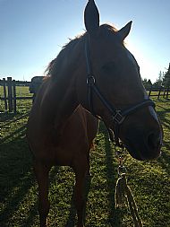 Tango - ready to go on loan