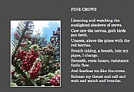 Pine Crows