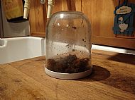 Worm egg incubator (AKA Nutella jar)