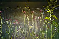 Cirsium atropurpureum in evening light