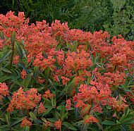 Euphorbia 'Fireglow'