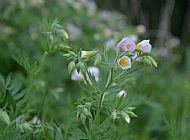 Polemonium carneum