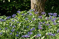 Centaurea montana under Salix 'Dart's Snake'